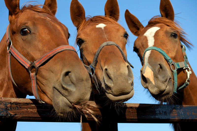 three cute horse amigos