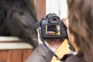 horse photography services